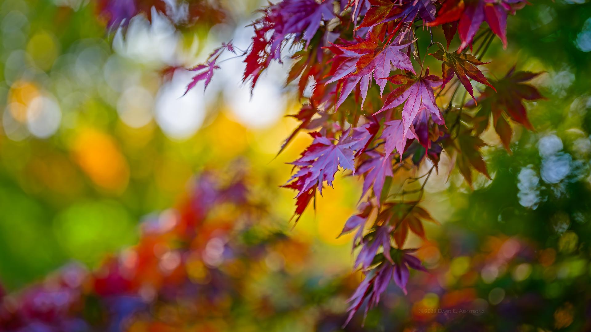 Maple Rainbow.1l.1920.DavidEArmstrong_Z9_20231022_213244_650-Enhanced-NR-1.jpg