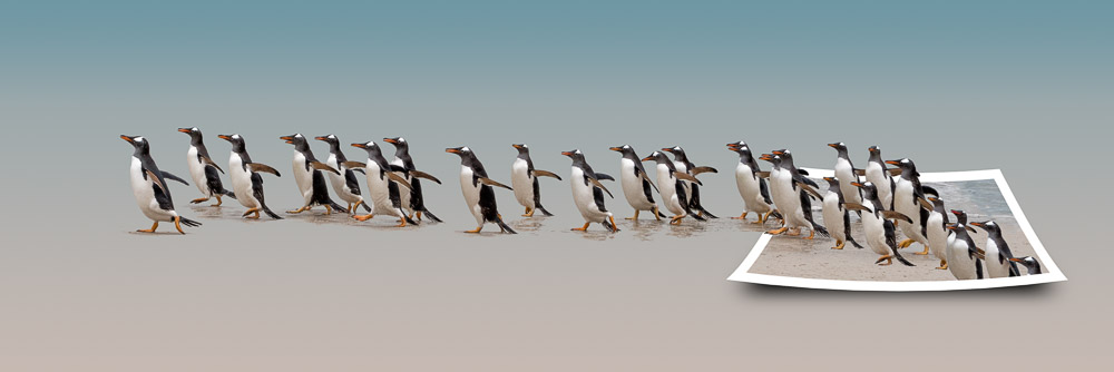 marching penguins.jpg
