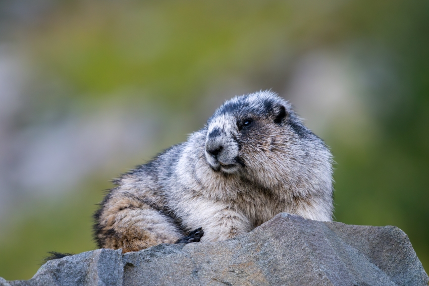 marmot.jpg