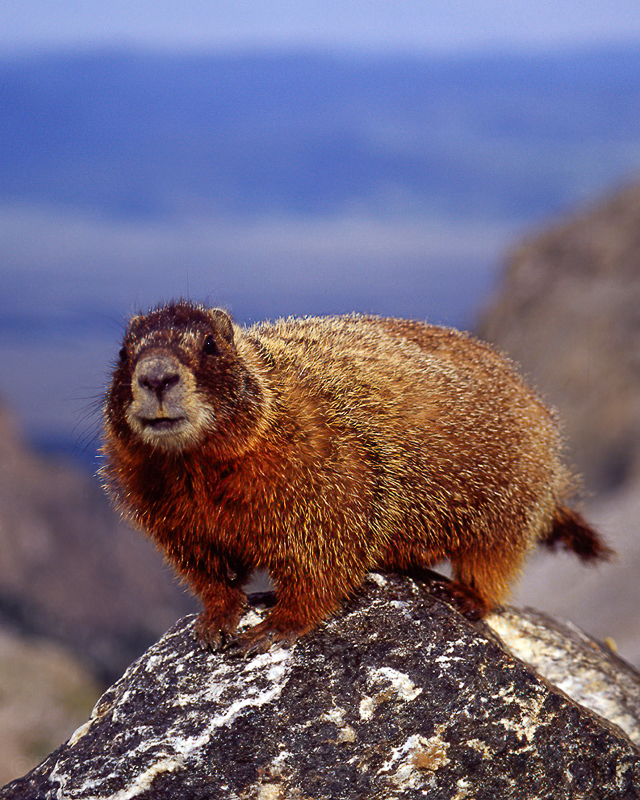 marmot1-4x6-Edit.jpg