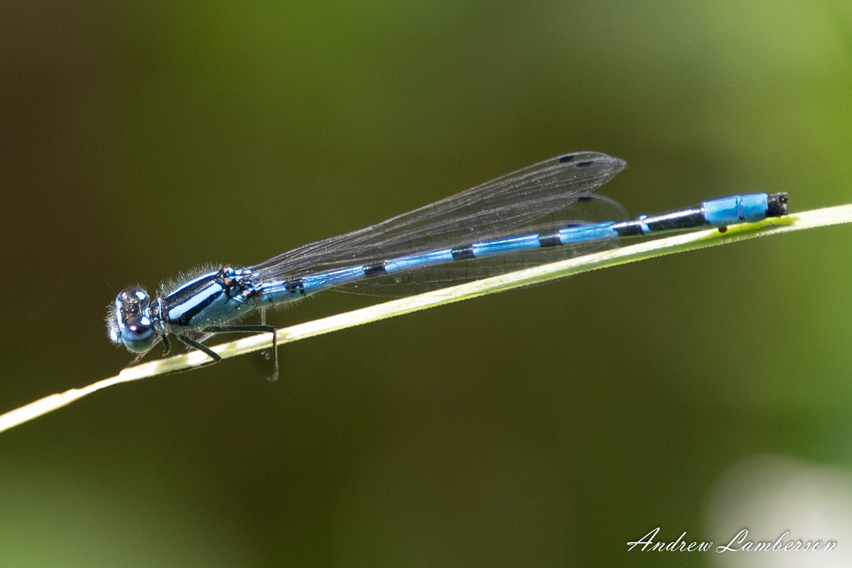 Marsh Bluet2-7671.jpg