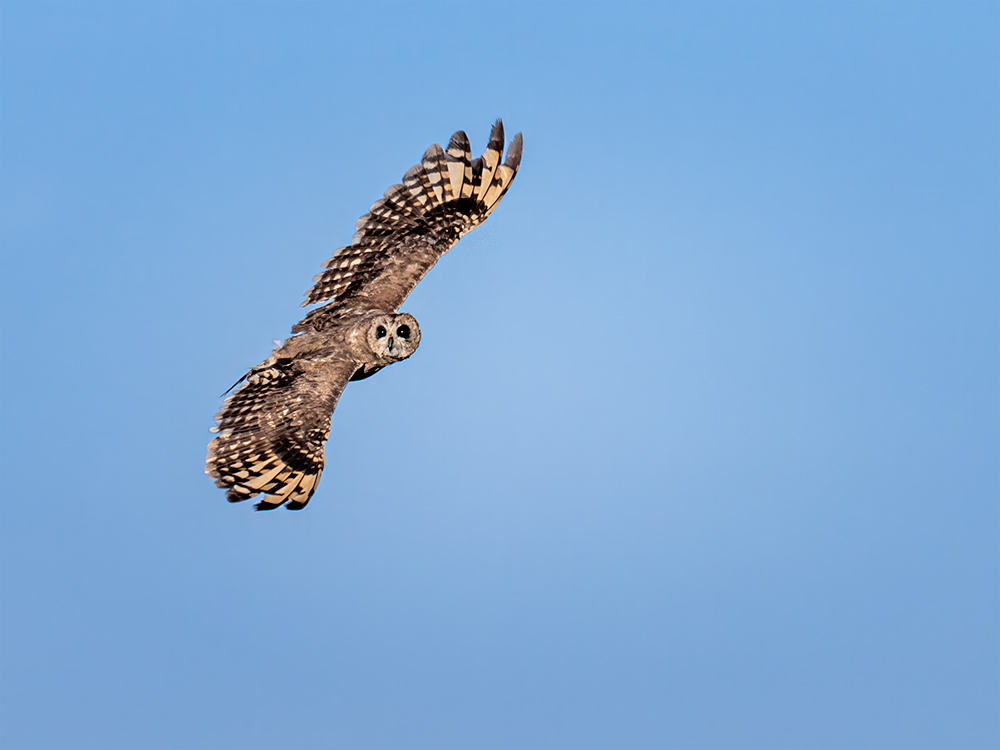 Marsh Owl in color.jpg