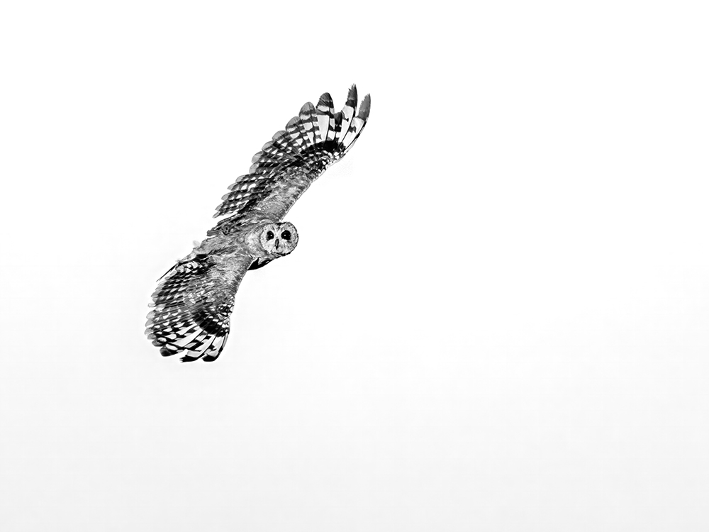 Marsh Owl in mono.jpg