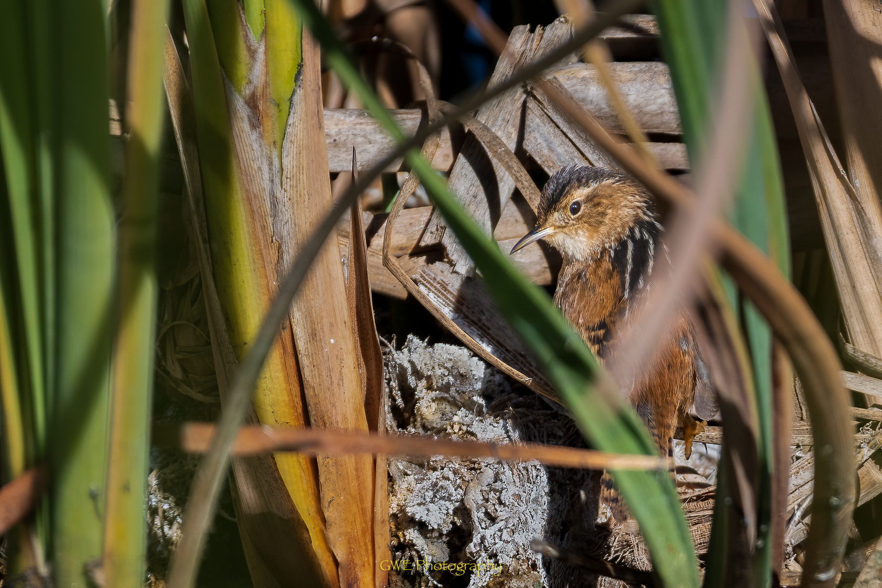  Marsh Wren.jpg