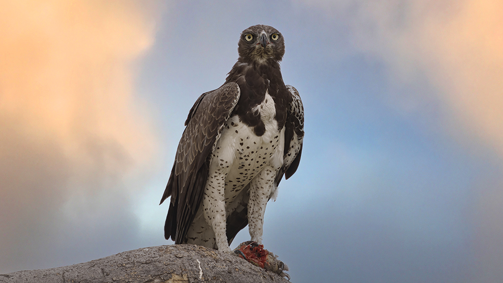 Martial Eagle eyes forward 2.jpg