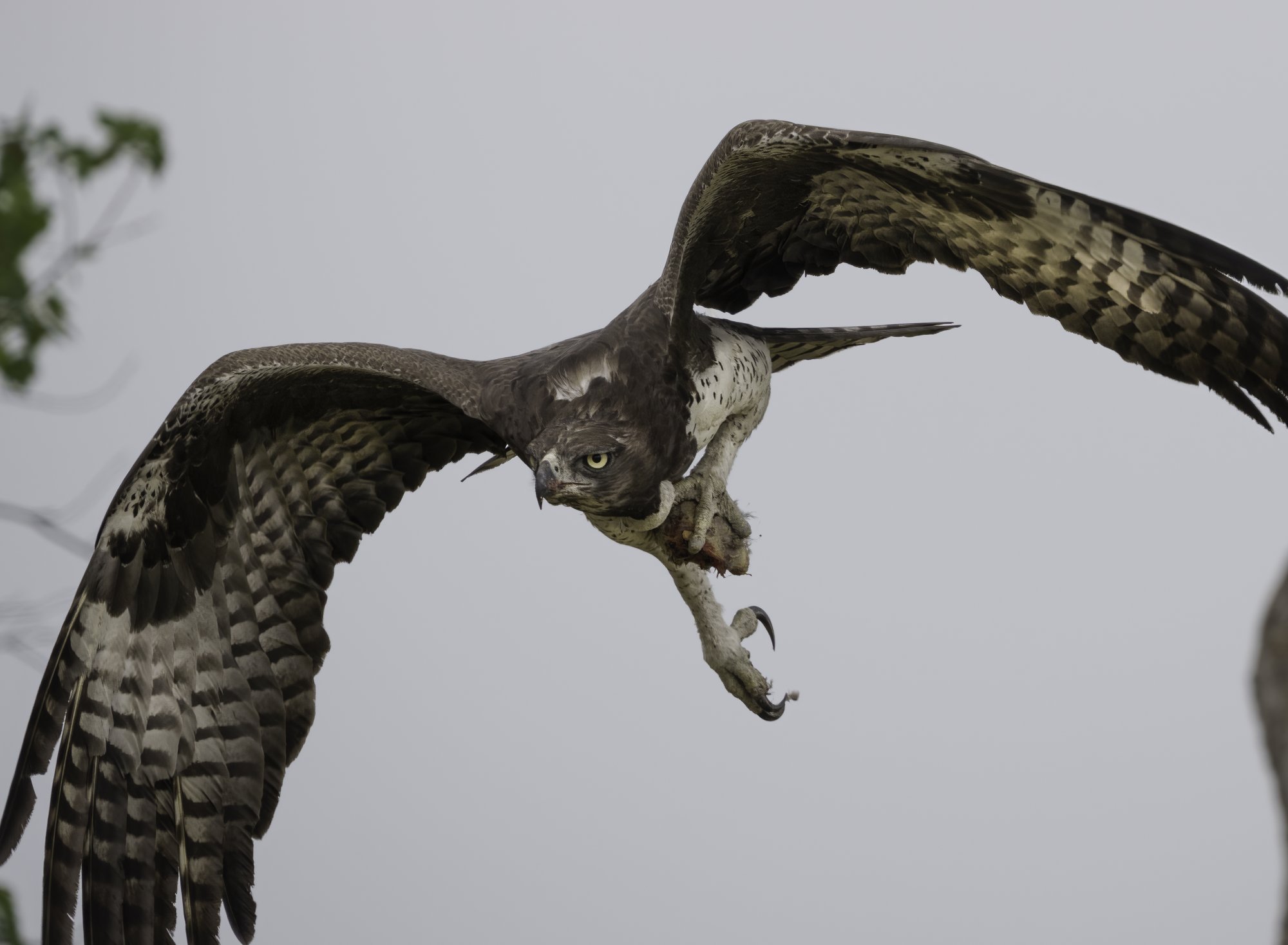 Martial eagle with prey in flight 10292021 2.jpg