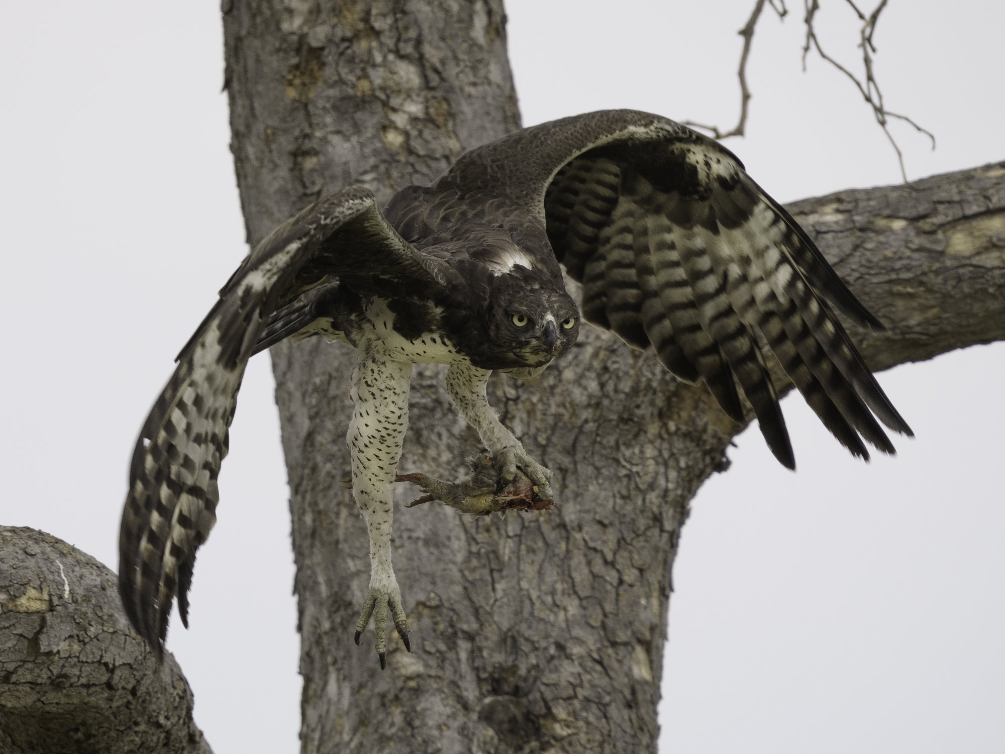 Martial eagle with prey in flight 10292021.jpg