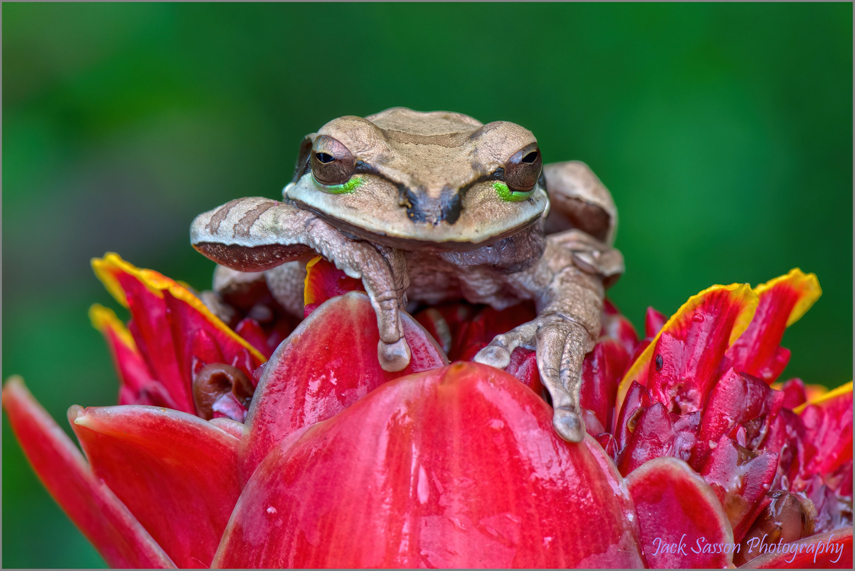 Masked tree Frog 3.jpg