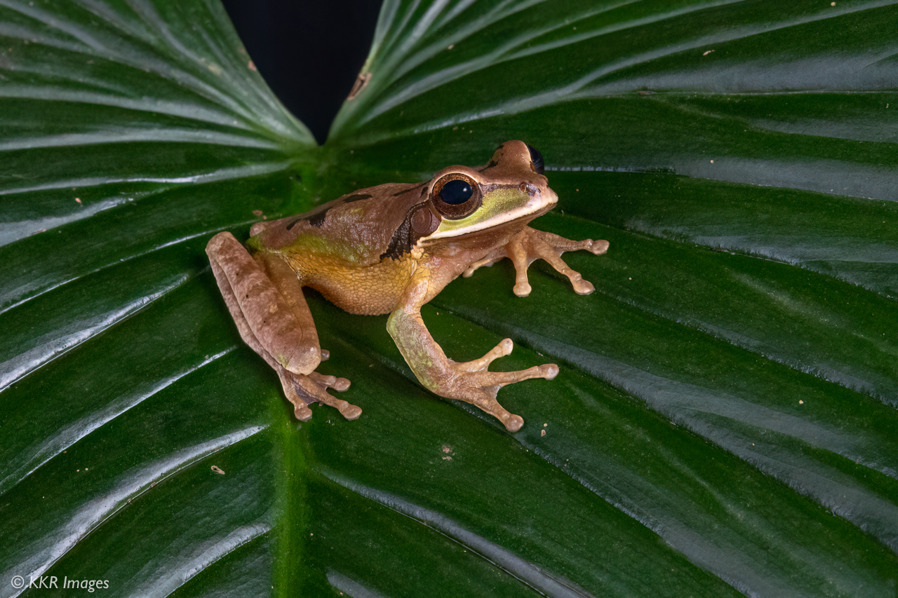 Masked Tree Frog (Smilisca phaeota)_.jpg