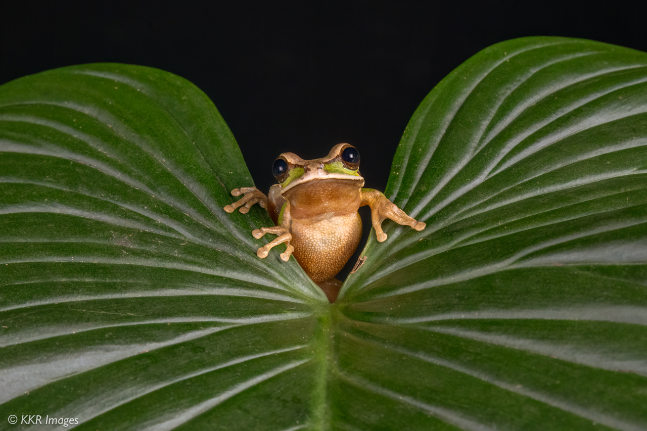 Masked Tree Frog (Smilisca phaeota).jpg