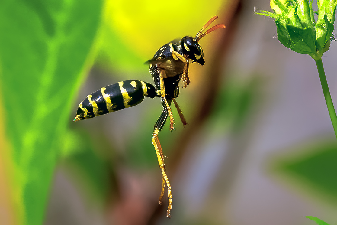 Mason Wasp On The wing Our Yard 7-28-2021.jpg