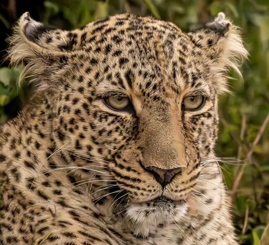 Massi Mara_Leopard Face.jpg