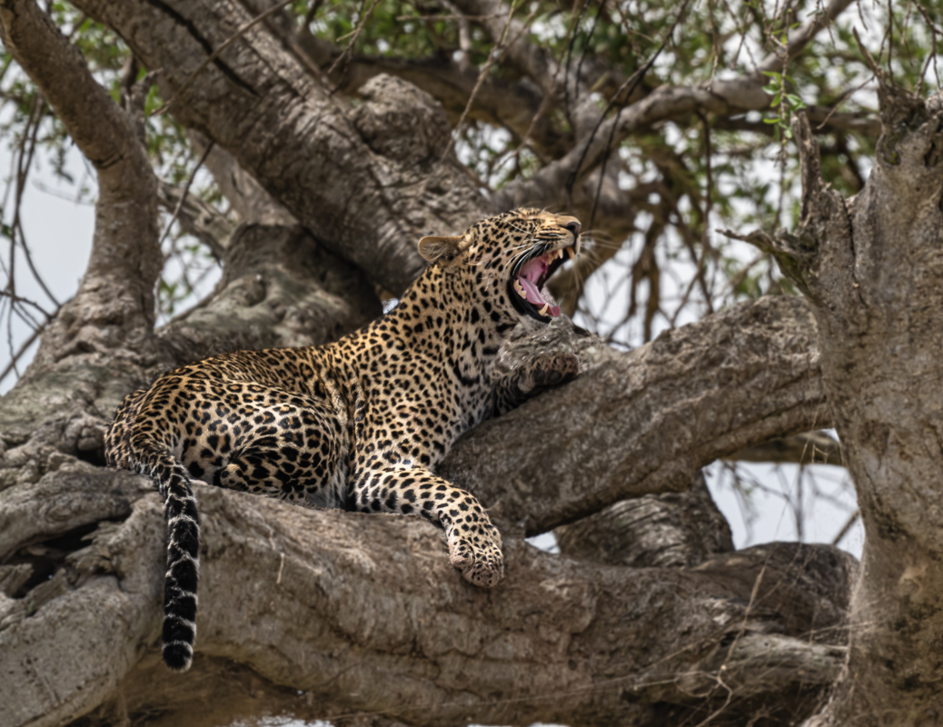 Massi Mara_Leopard in Tree.jpg