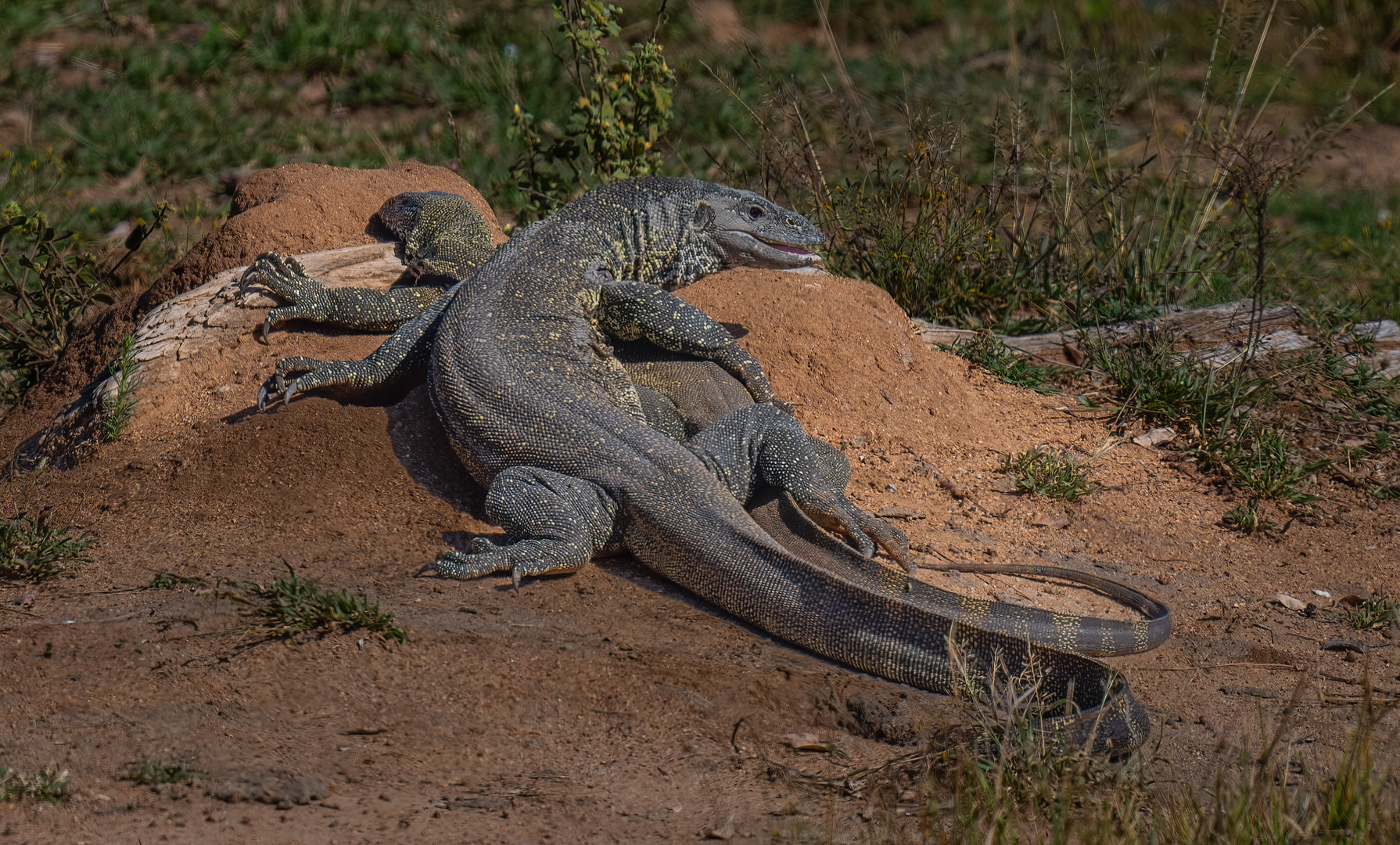 Mating Likkewaans (1 of 1)-2.jpg