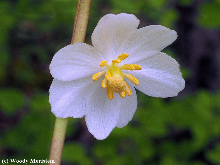 Mayapple.JPG