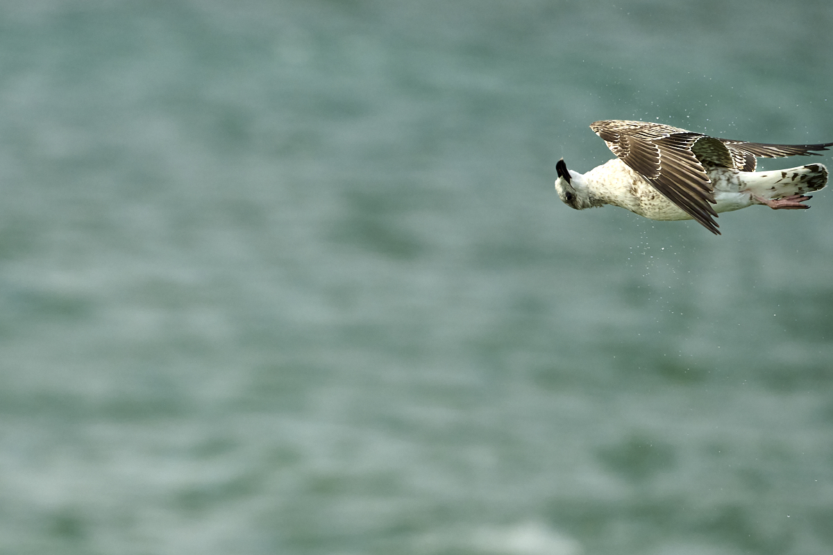 Meditarrean gull.jpg