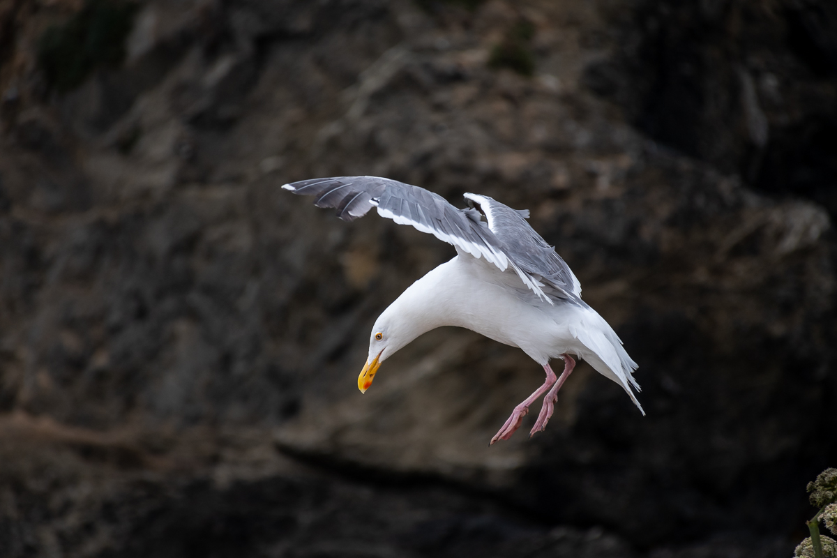 Mendocino Headlands gull-0804-IMG_00001.jpg