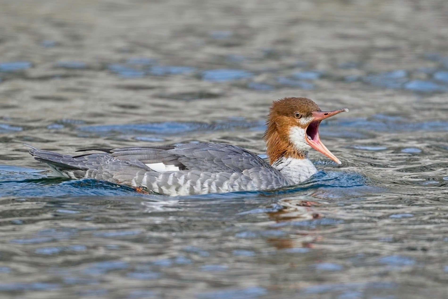 Merganser squack000.jpg