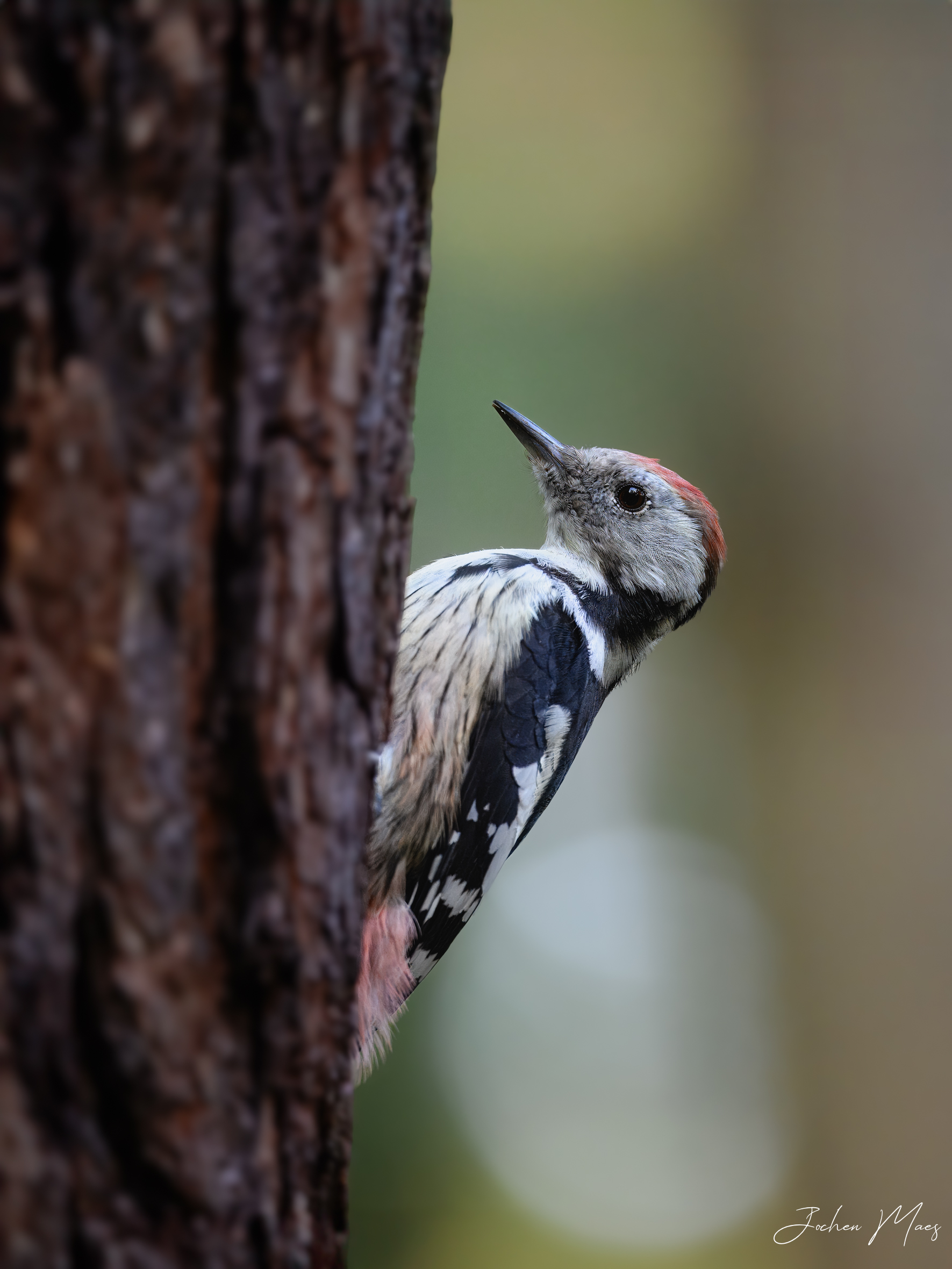 Middle_spotted_woodpecker.jpg
