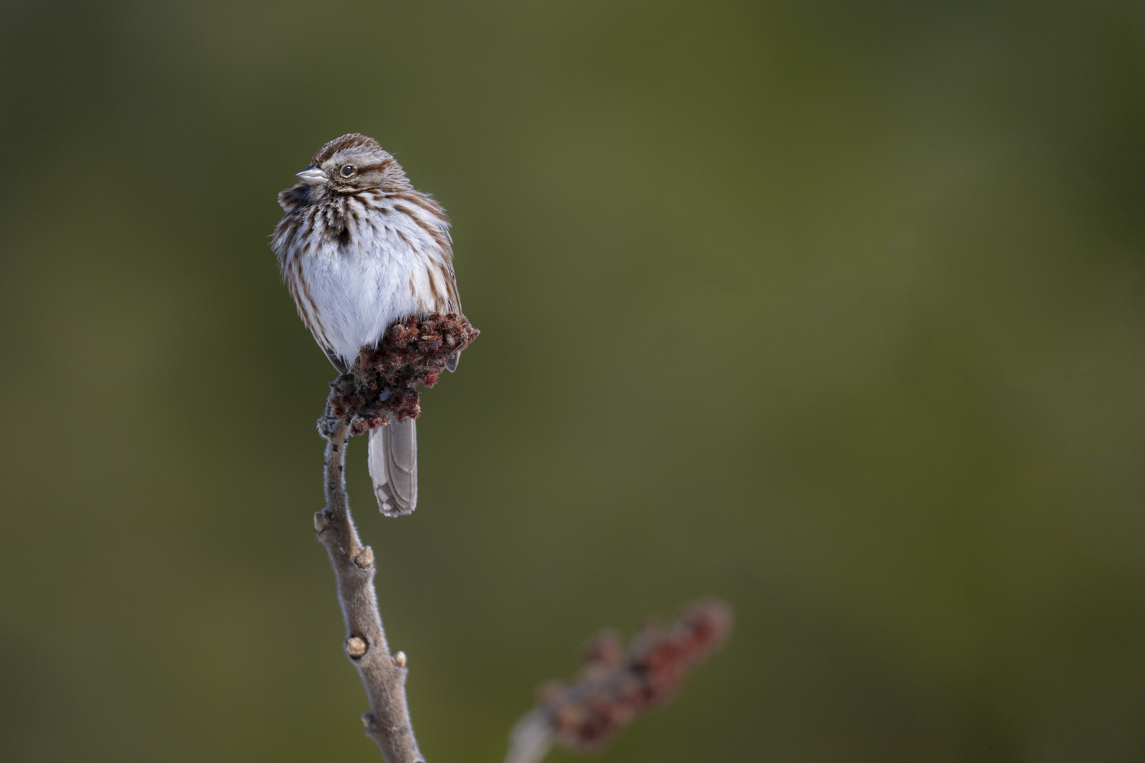 Mighty song sparrow sized.jpg
