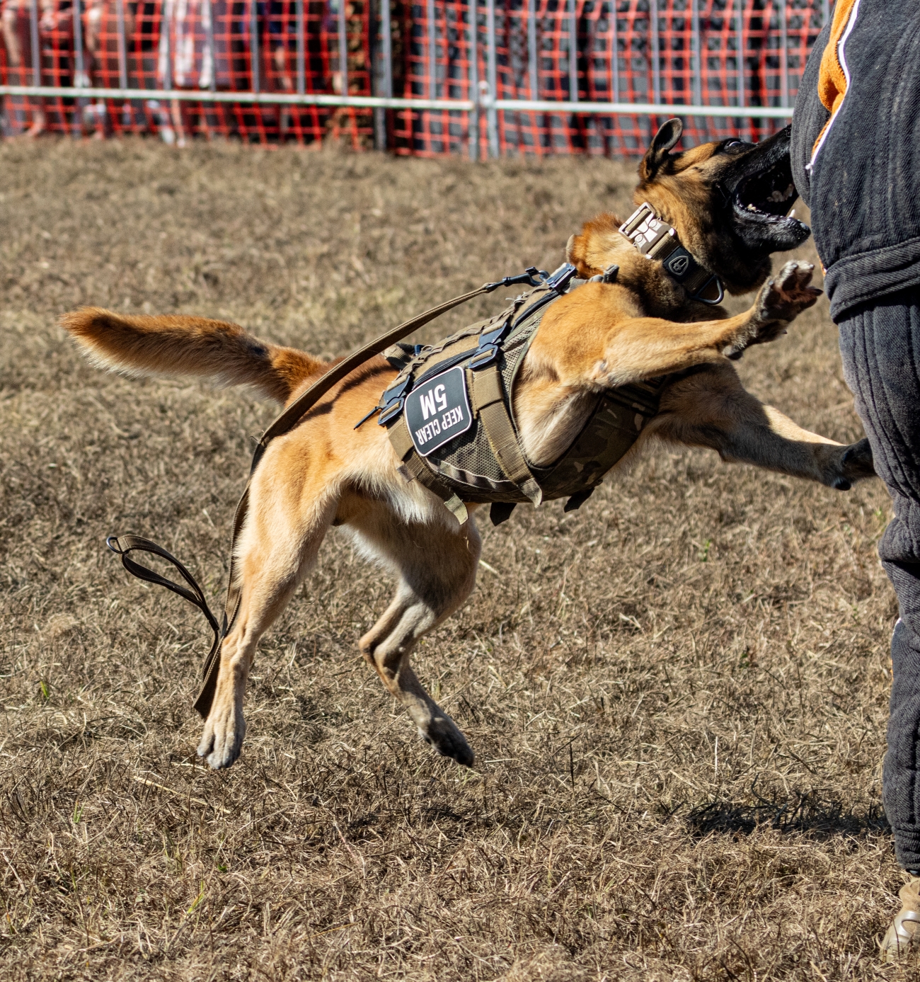 Military Dogs Darwin July 2024 PP1-8854 resize.jpg