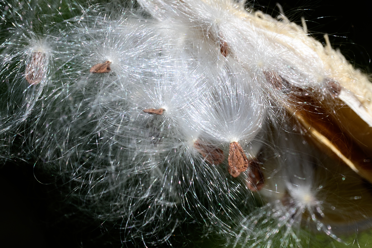 milkweed2sm.jpeg