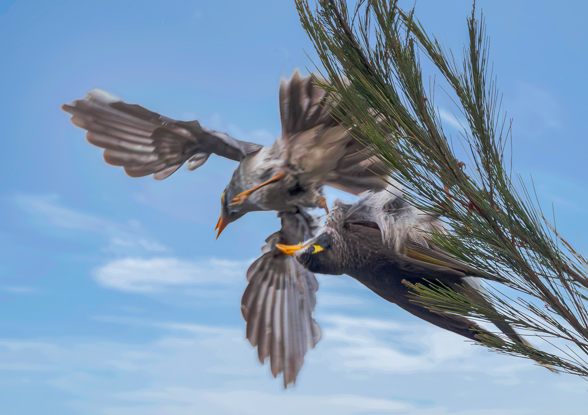 Noisy Miner : Manorina melanocephala