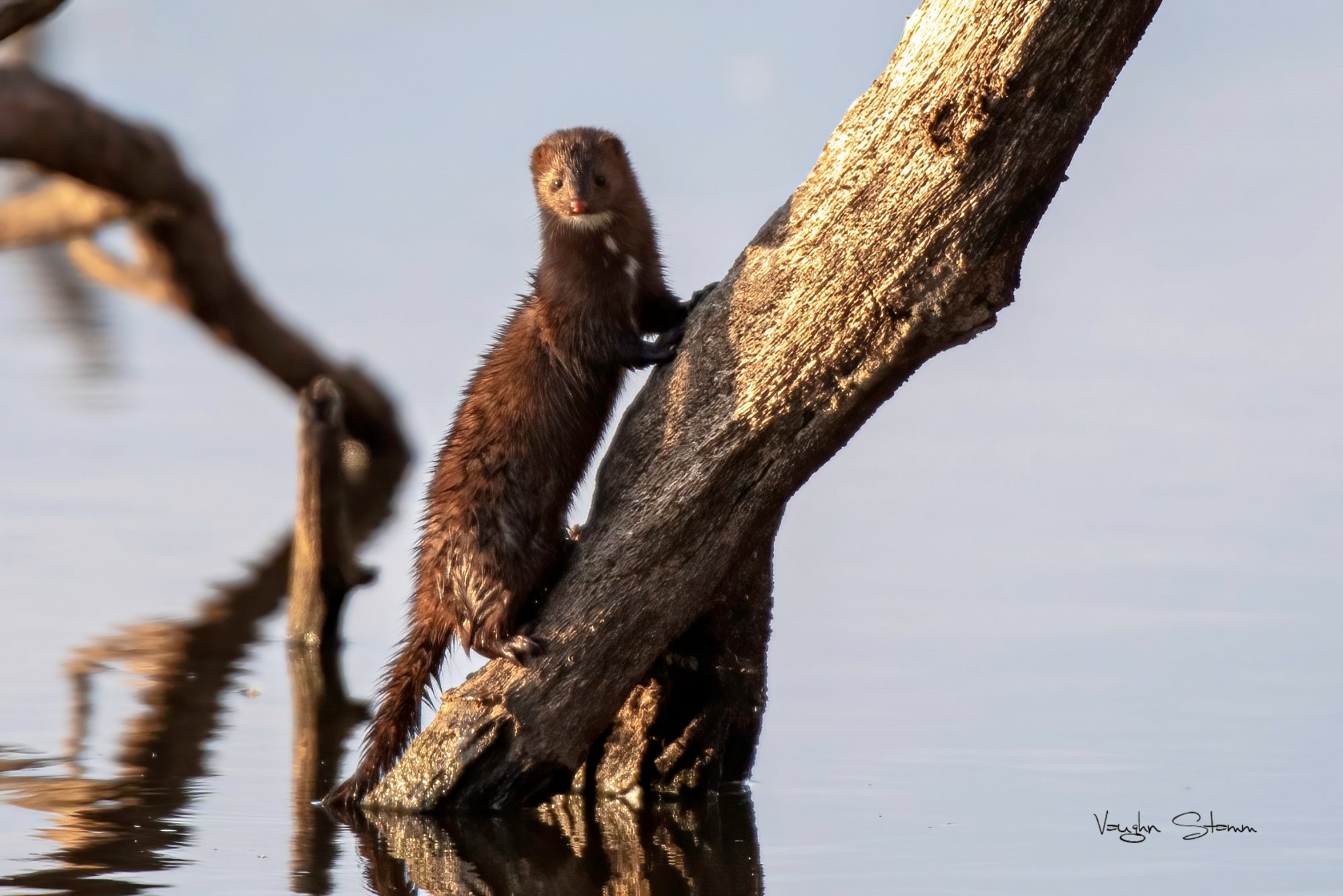 Mink posing at Nygren.jpg