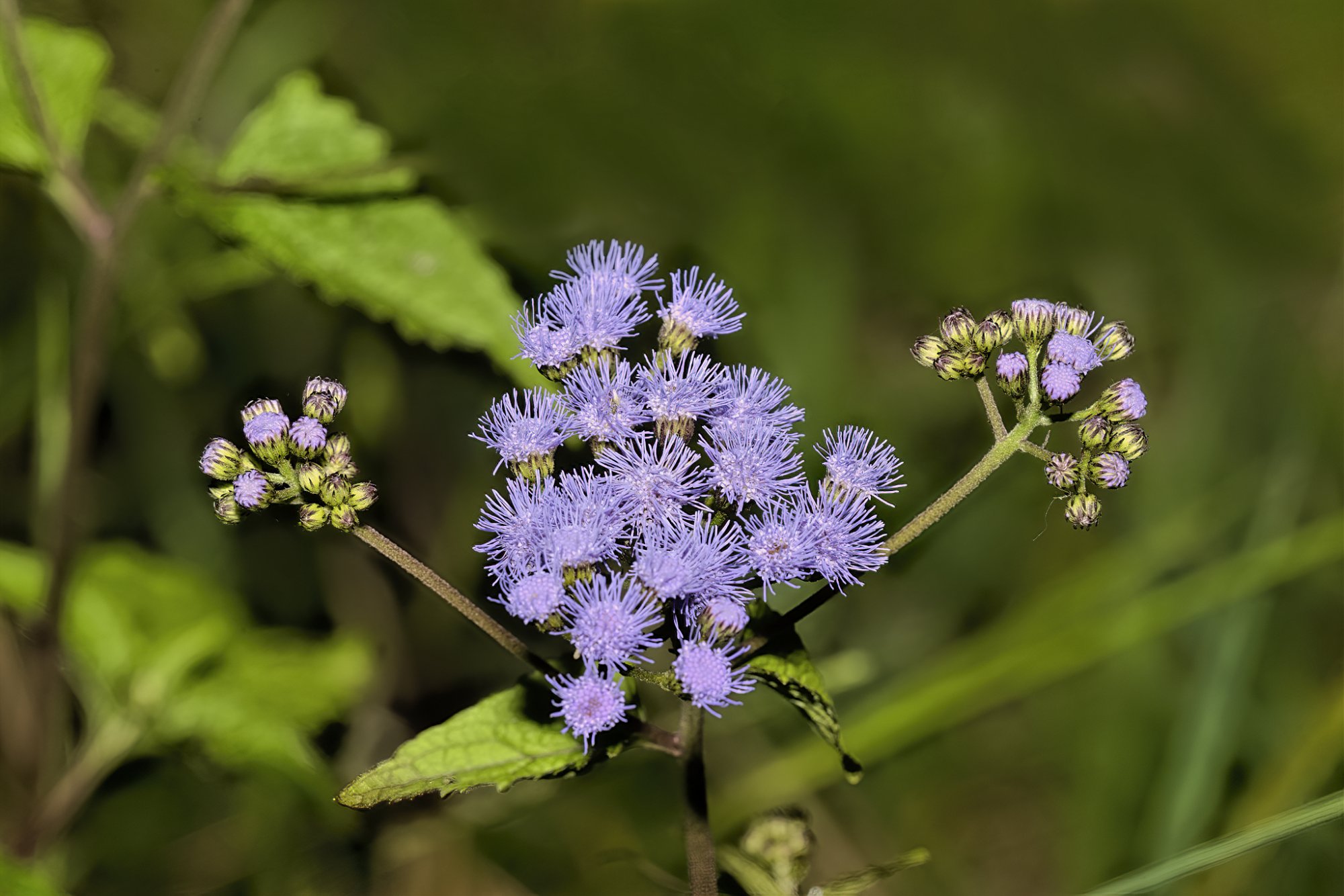 Mist Flower for web 4Sep2020.jpg