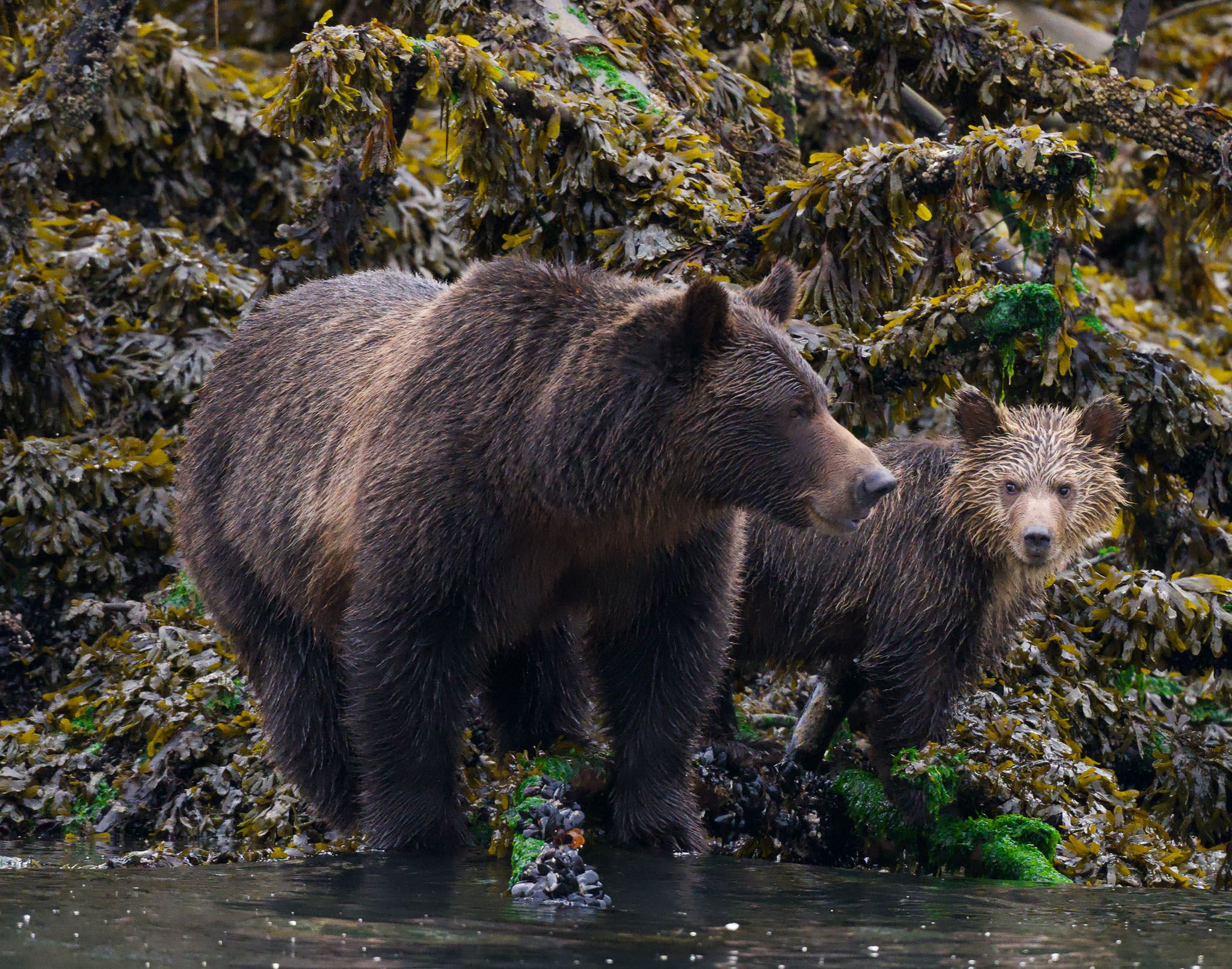 Mom and Cub-1.jpg