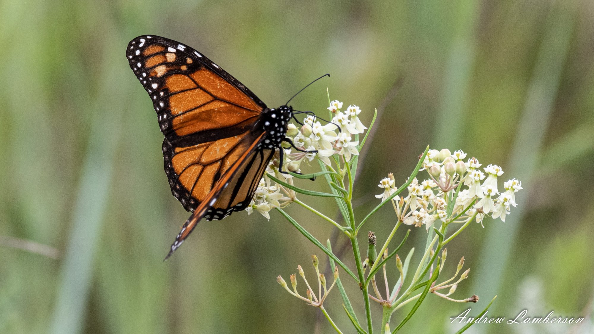 Monarch Butterfly-9394.jpg