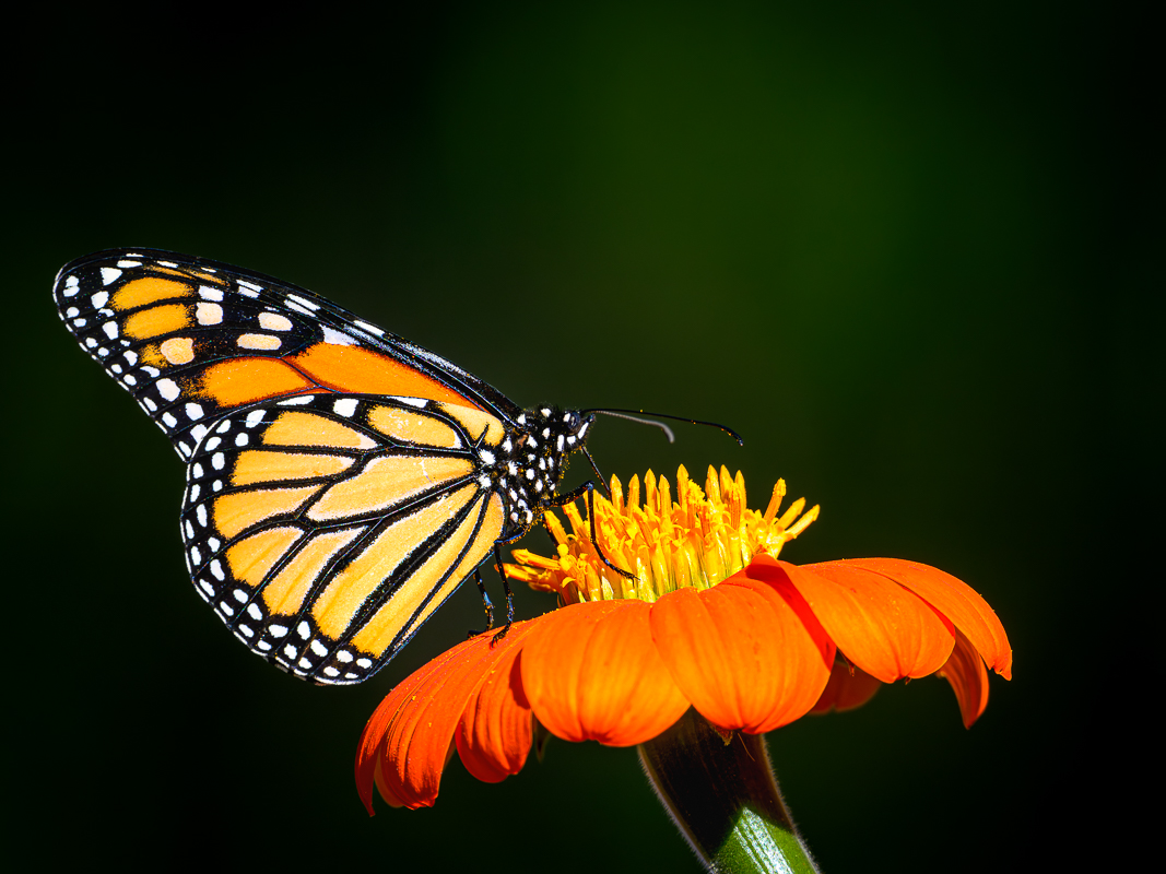 Monarch orange on orange.jpg