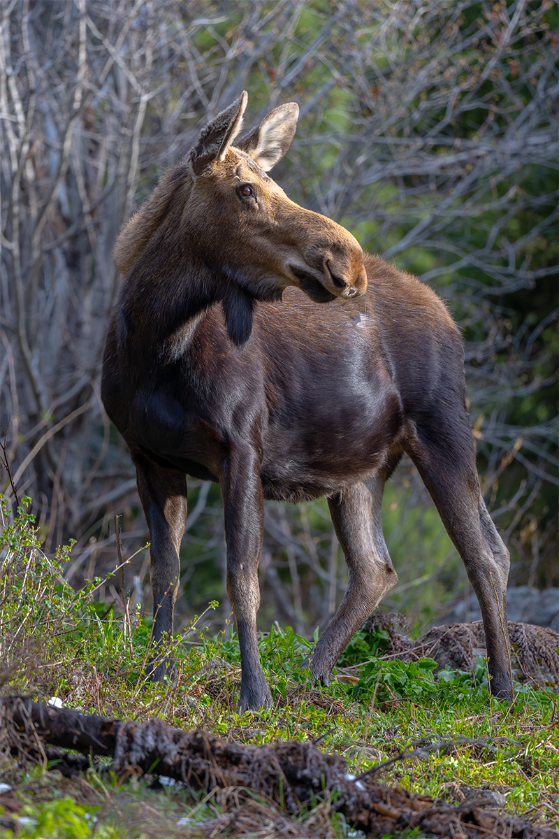 Moose BCG 20240525-Z7I_1596-NEF.jpg