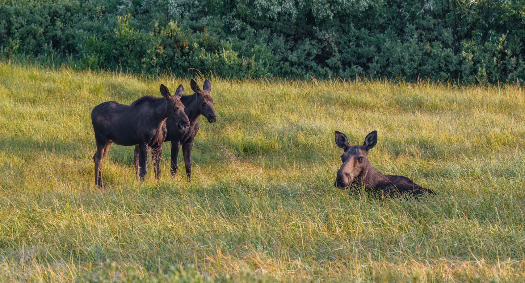 Moose family in the Grass (1).jpg