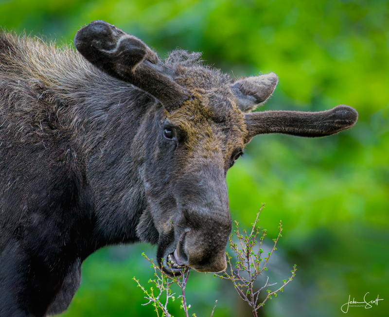 Moose Grazing in RMNP.jpg