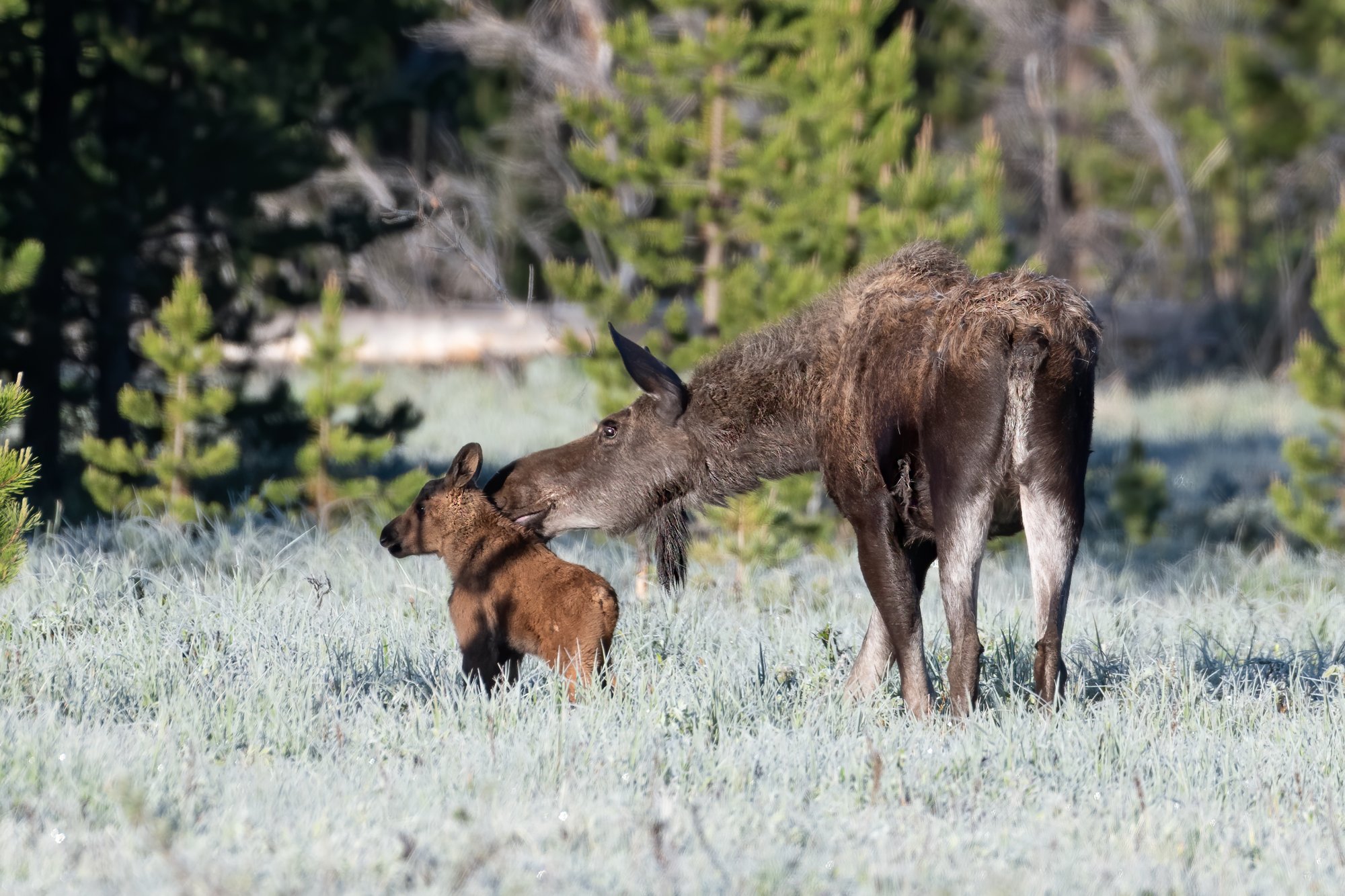 Moose kissing baby 62020.jpg