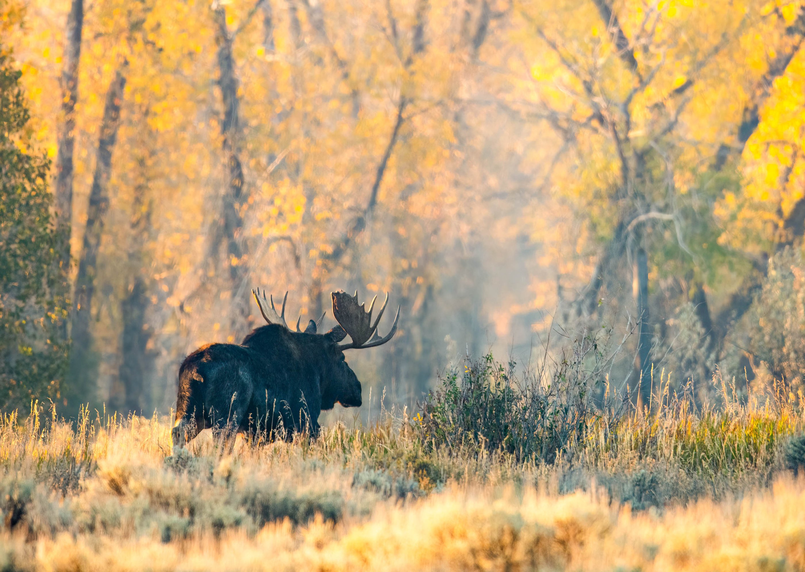 Moose Morning Light.jpg