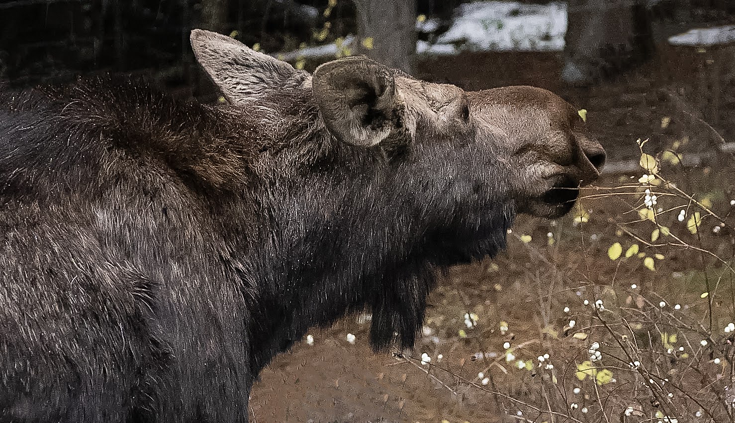 moose1-11-18-24.jpg