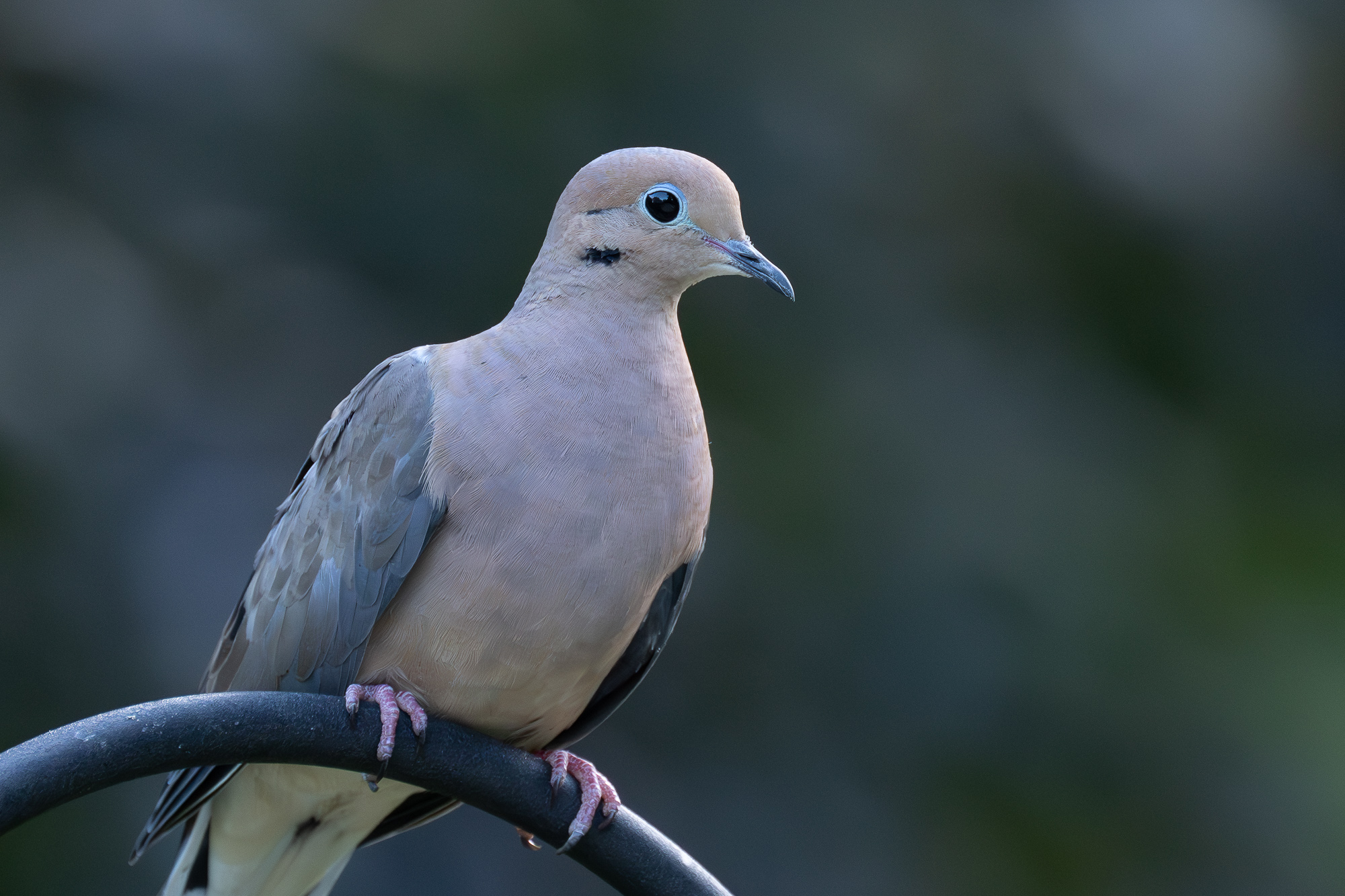 Morning dove-0820-IMG_00001.jpg