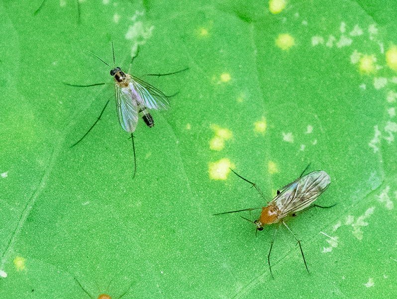 Mosquito pair DSC08460.jpg