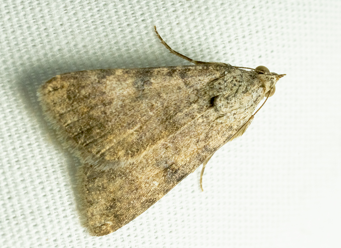 Moth 3 DSC09497.jpg