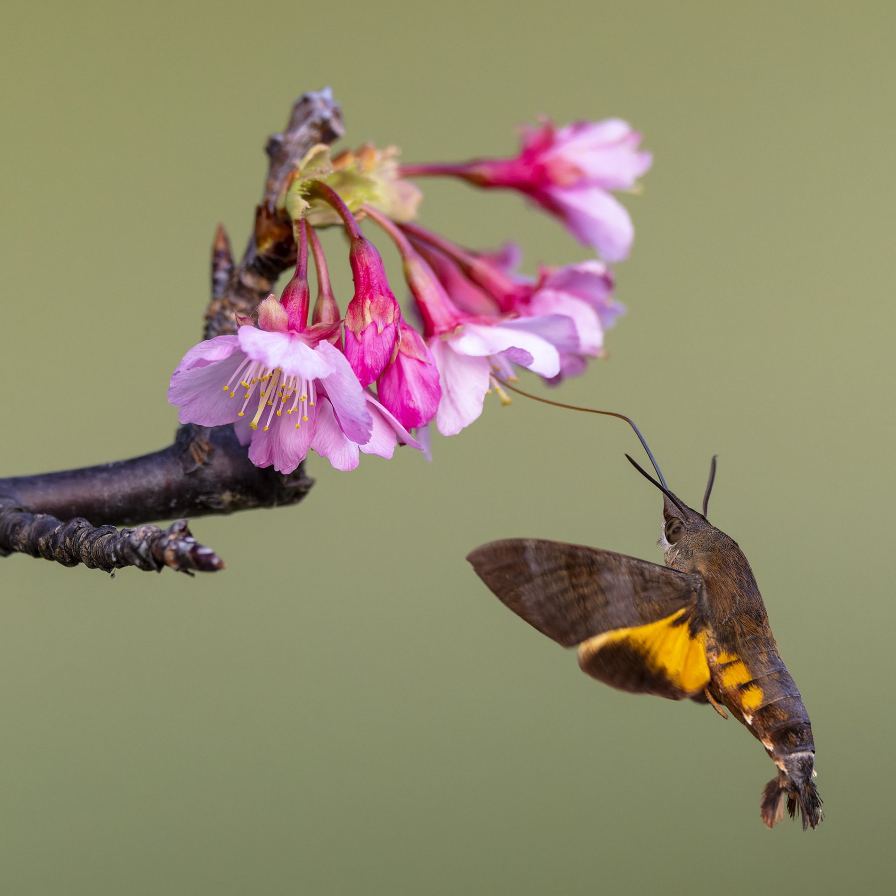 Moth and Sakura.jpg
