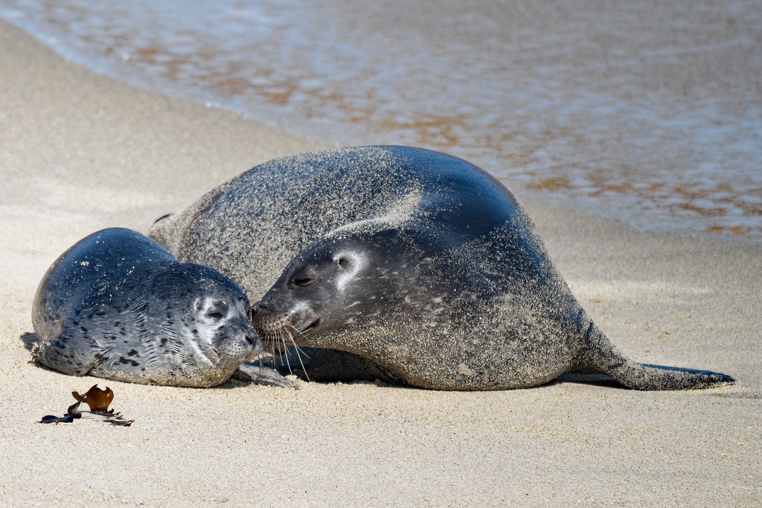 MOTHER AND BABY SEAL ON THE BEACH NOSE TO NOSE  01 27 2024 DSC_2891.jpg