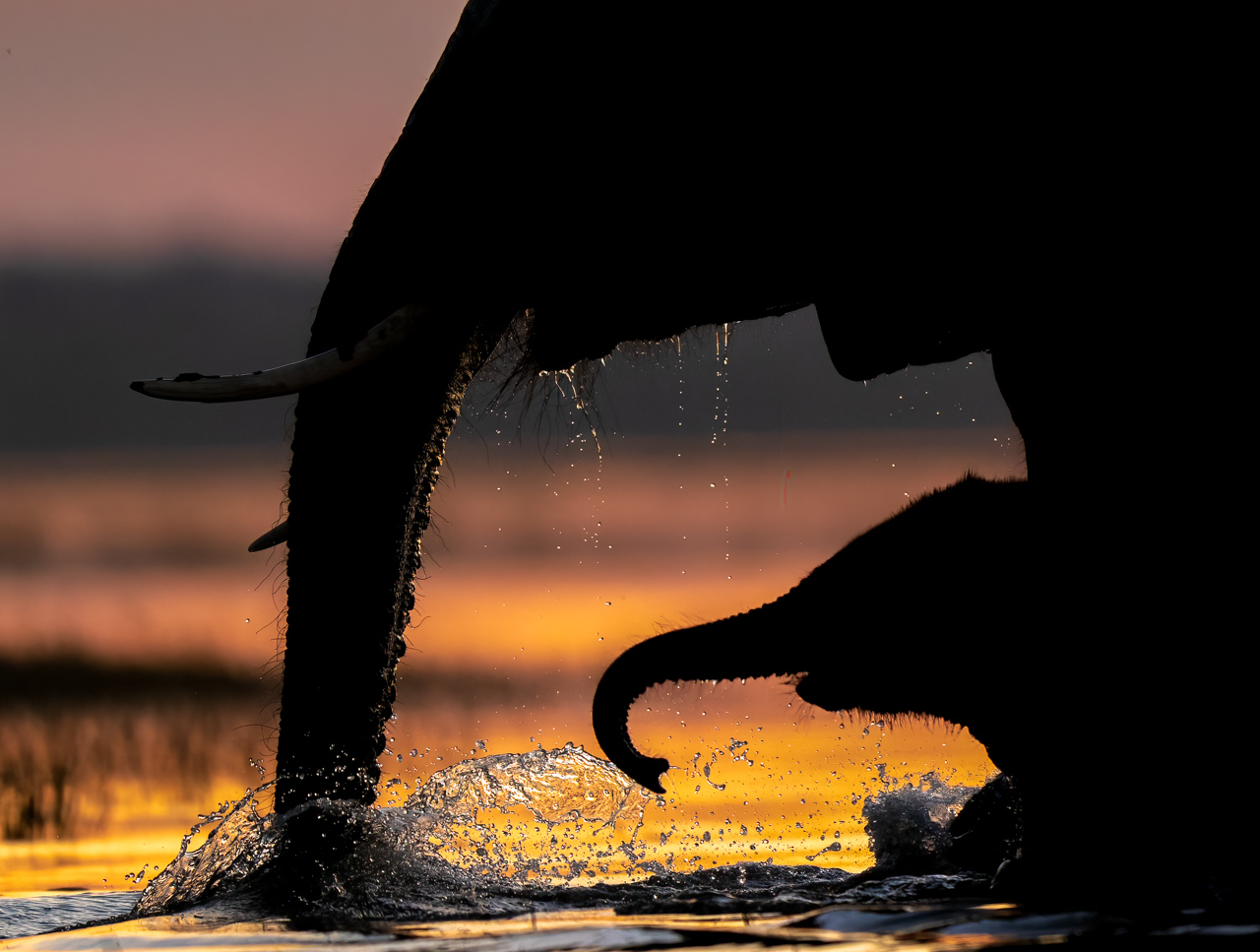 *Mother and child Bush Elephants drinking in silhouette.jpeg