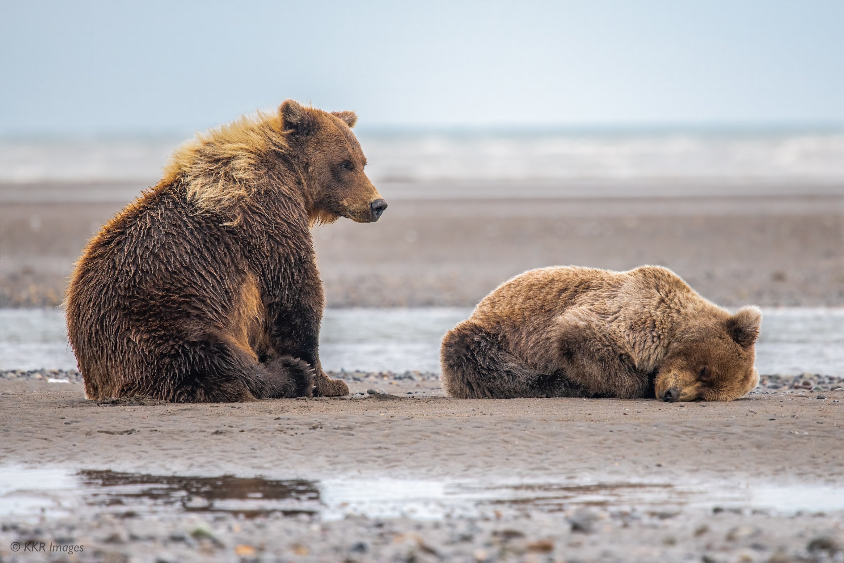 Mother bear watches over a napping cub.jpg