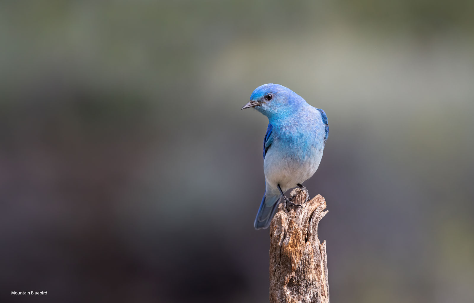 Mountain Bluebird Cabin Lake dpp ai ps flat.jpg