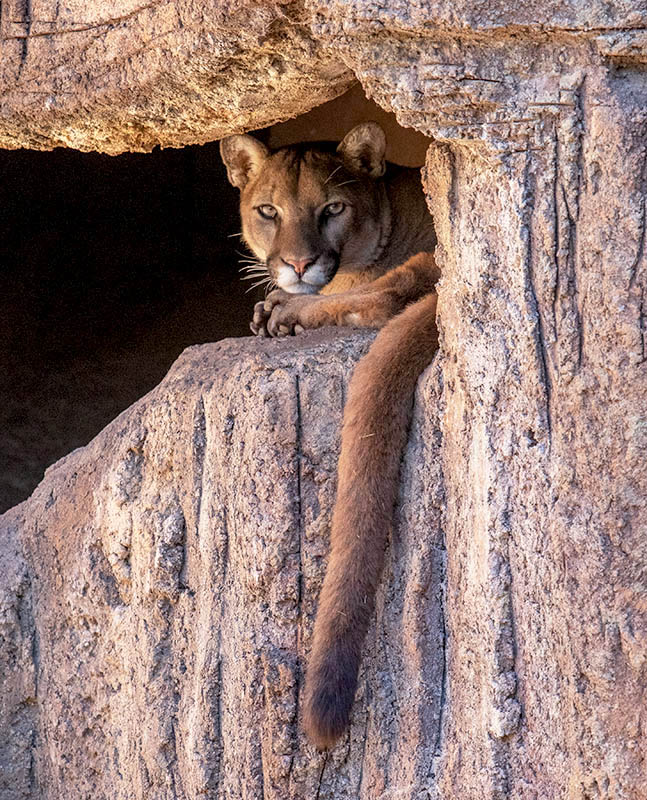 Mountain Lion  a Sonora Desert Museum 01162015 7X0A0713.jpg