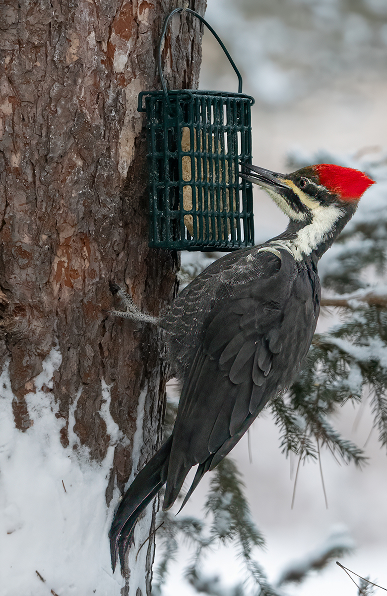 Mrs. Pileated  at suet first snowfall 0956.jpg