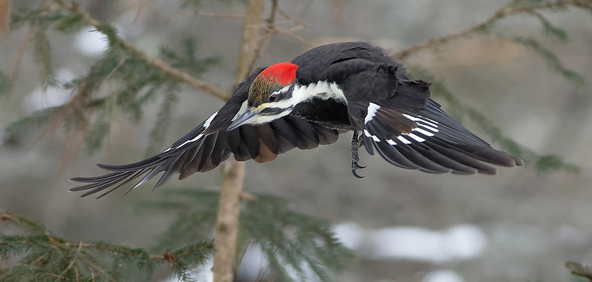 Mrs Pileated in flight attack 3411.jpg