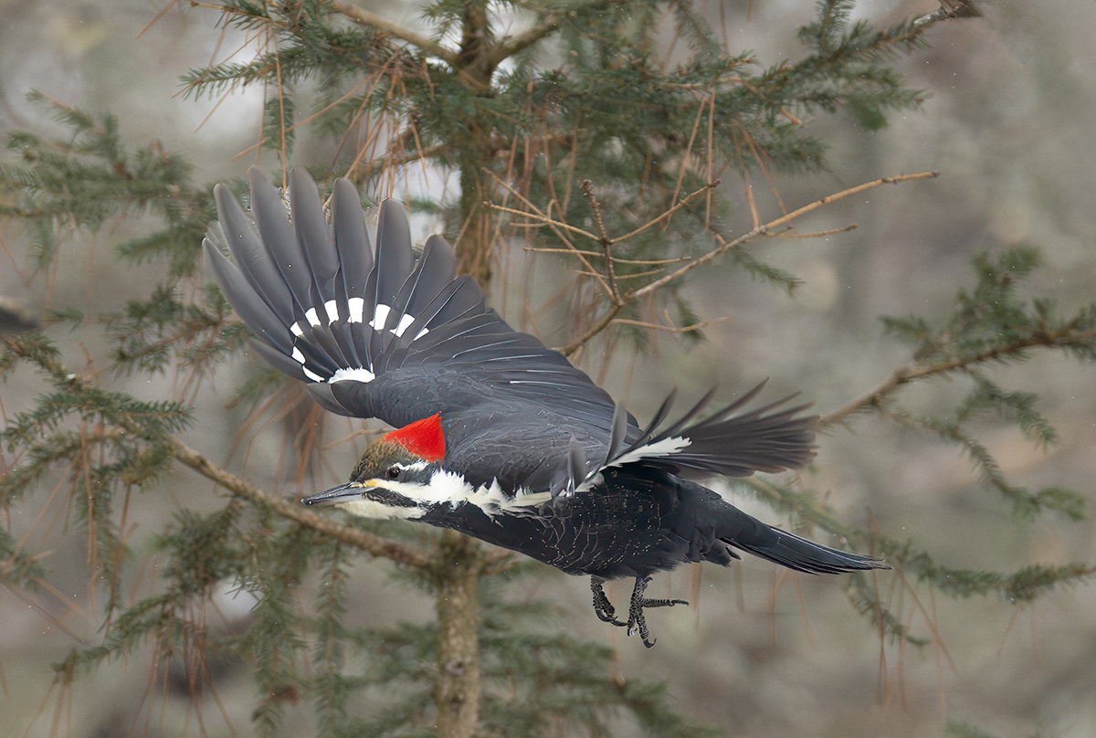 Mrs. Pileated  in lfight R to L 5940.jpg